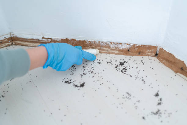 Wasp Removal Services in Incline Village, NV